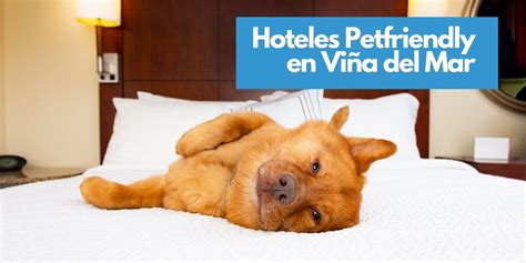 hoteles que aceptan mascotas en puebla|hoteles pet friendly en puebla.
